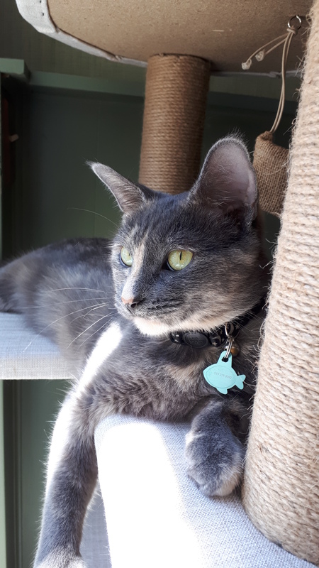 Chessie