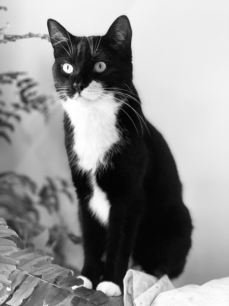 Eli