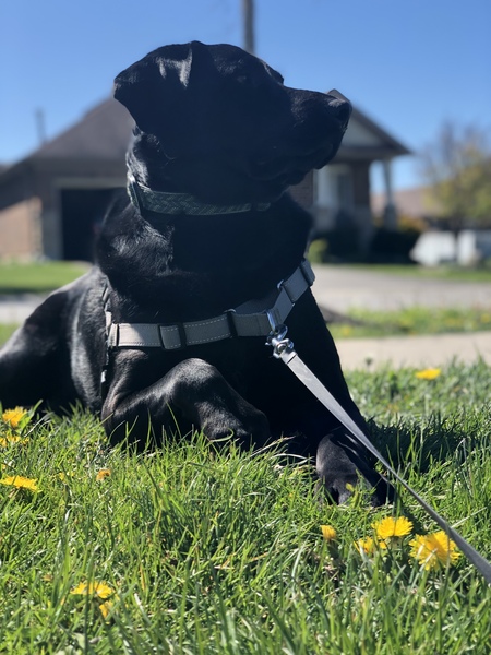Dexter