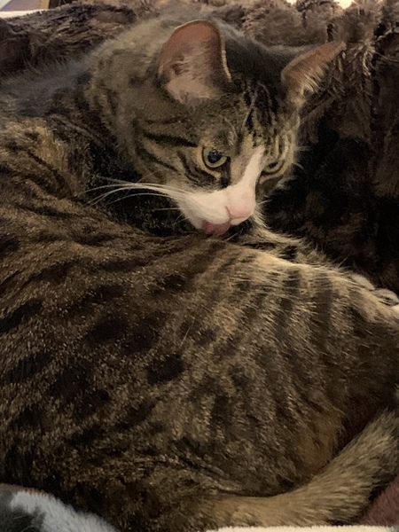 Tora