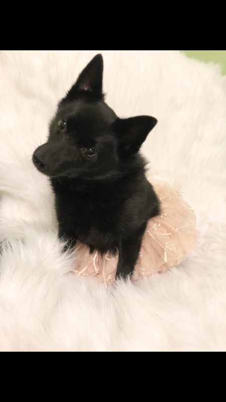 Willow