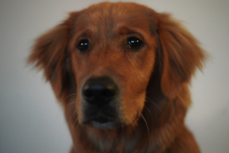 Reggie