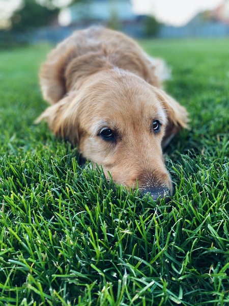Piper the Golden Retriever 