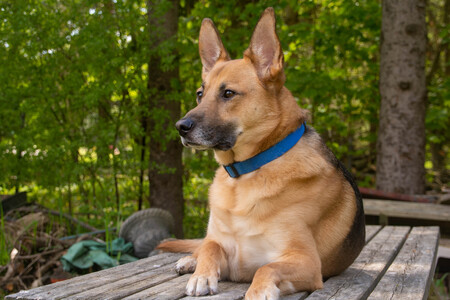 SAM