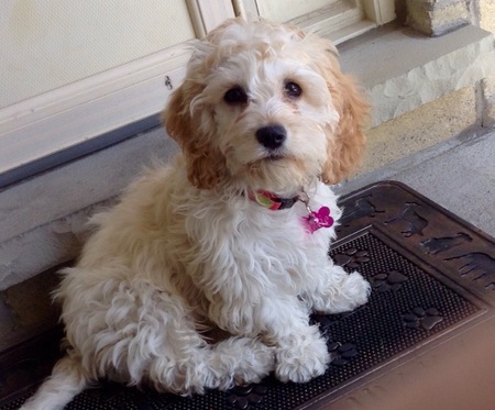 Dixie
