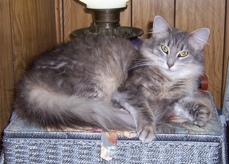 Sylvia (adopted from CVHS as "Kilby")