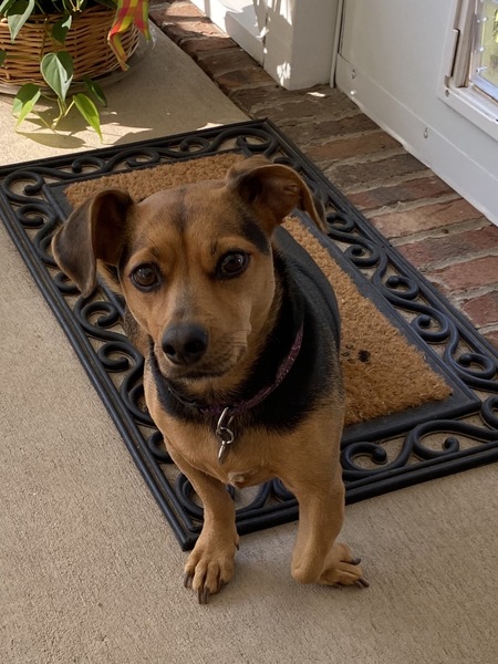 Rosie 