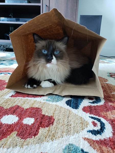 Piper