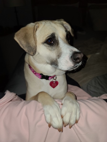 Cammi