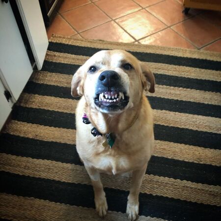 Lucy