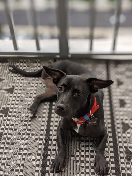 Stella