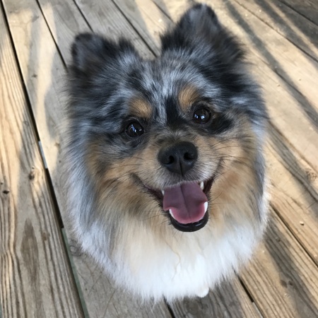 Biscuit