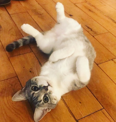 Pretty Kitty