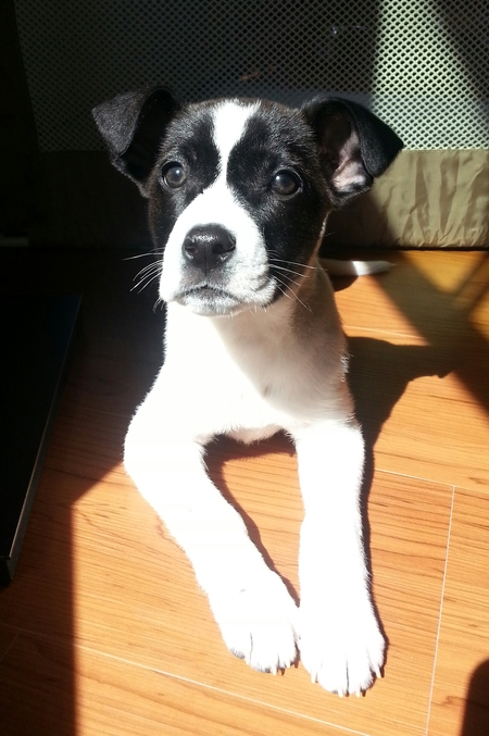 Seamus