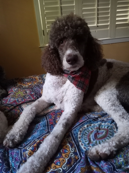 Molly