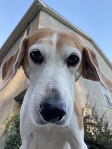 Peanut