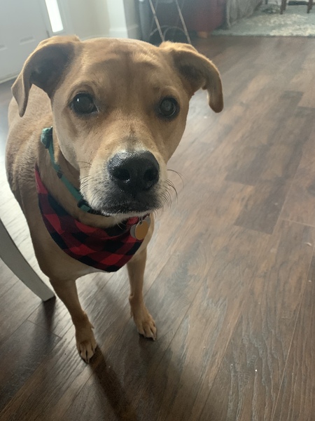 Duke from Atl Humane Society (Lucas)