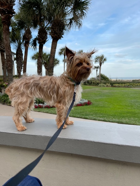 Gracie
