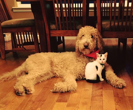 Hank the Goldendoodle & Cosette the Kitty