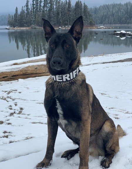 K9 Kane - Chelan Co. Sheriff