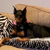 Entry image for Posha