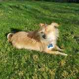 Entry image for oliver