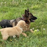 Entry image for Hanji and Toby