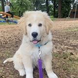 Entry image for Timber