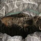 Entry image for Pebbles