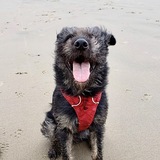 Entry image for Lenny