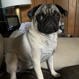 Entry image for Tilly