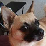 Entry image for Lacey 