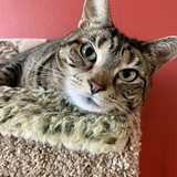 Entry image for Calliope