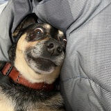 Entry image for Toby