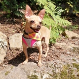 Entry image for Mochi