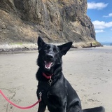 Entry image for Starsky