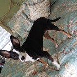 Entry image for Macaroon