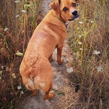 Entry image for Oliver 