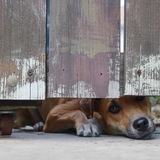 Entry image for Zeke