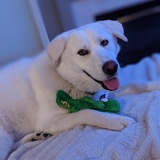 Entry image for Stella