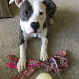 Entry image for Sugar