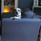 Entry image for Rosie