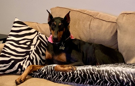 Entry image for Posha. Clicking this image will show a larger photo