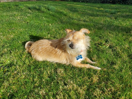 Entry image for oliver. Clicking this image will show a larger photo