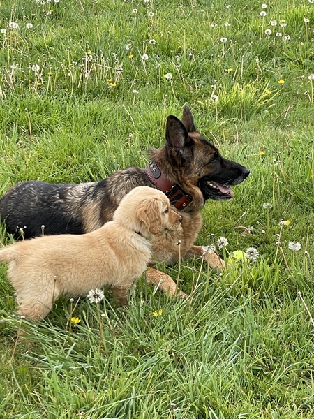 Entry image for Hanji and Toby. Clicking this image will show a larger photo