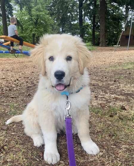 Entry image for Timber. Clicking this image will show a larger photo