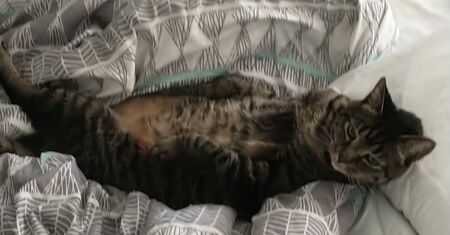 Entry image for Pebbles. Clicking this image will show a larger photo