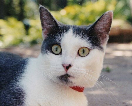 Entry image for Annie. Clicking this image will show a larger photo