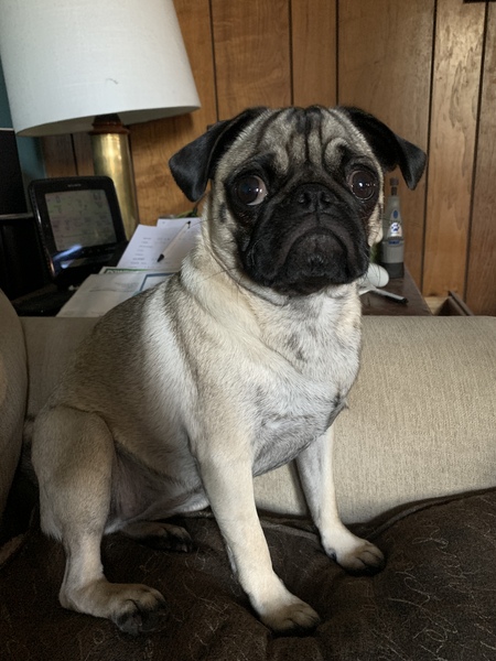 Entry image for Tilly. Clicking this image will show a larger photo