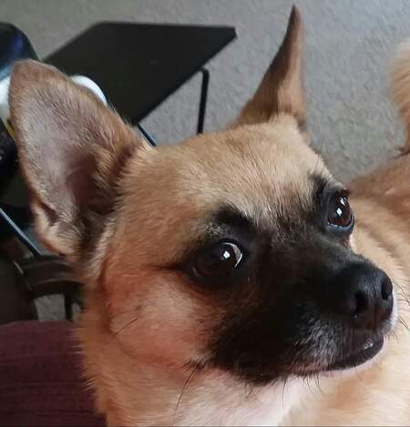 Entry image for Lacey . Clicking this image will show a larger photo